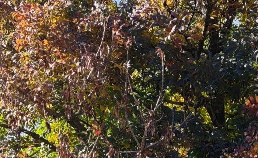 Vice campioni d’Italia Under20 di marcia femminile!